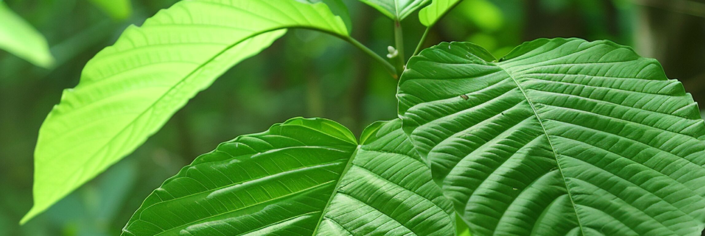 Green Vein Kratom Powder